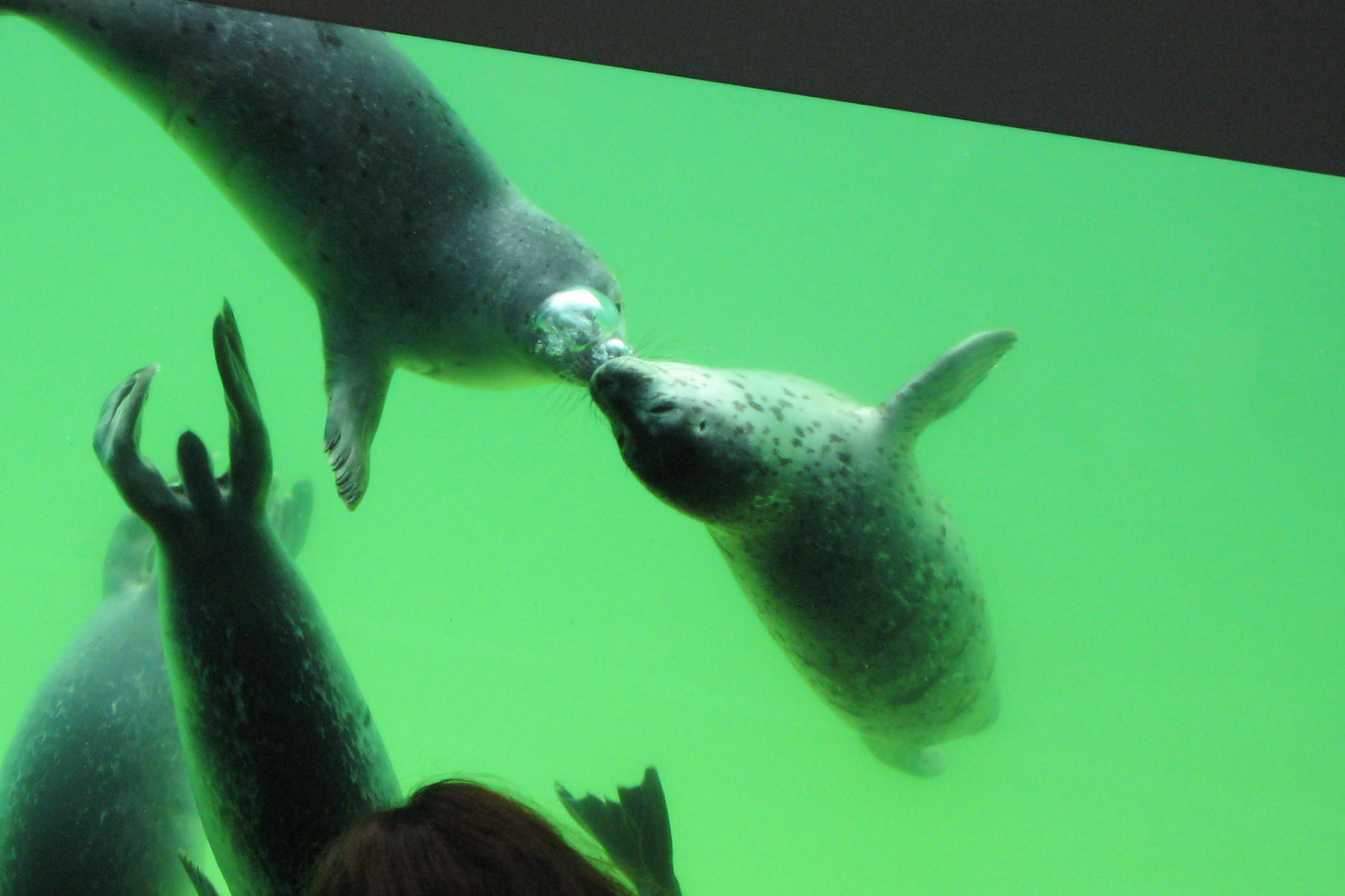 Seehundstation in Norddeich