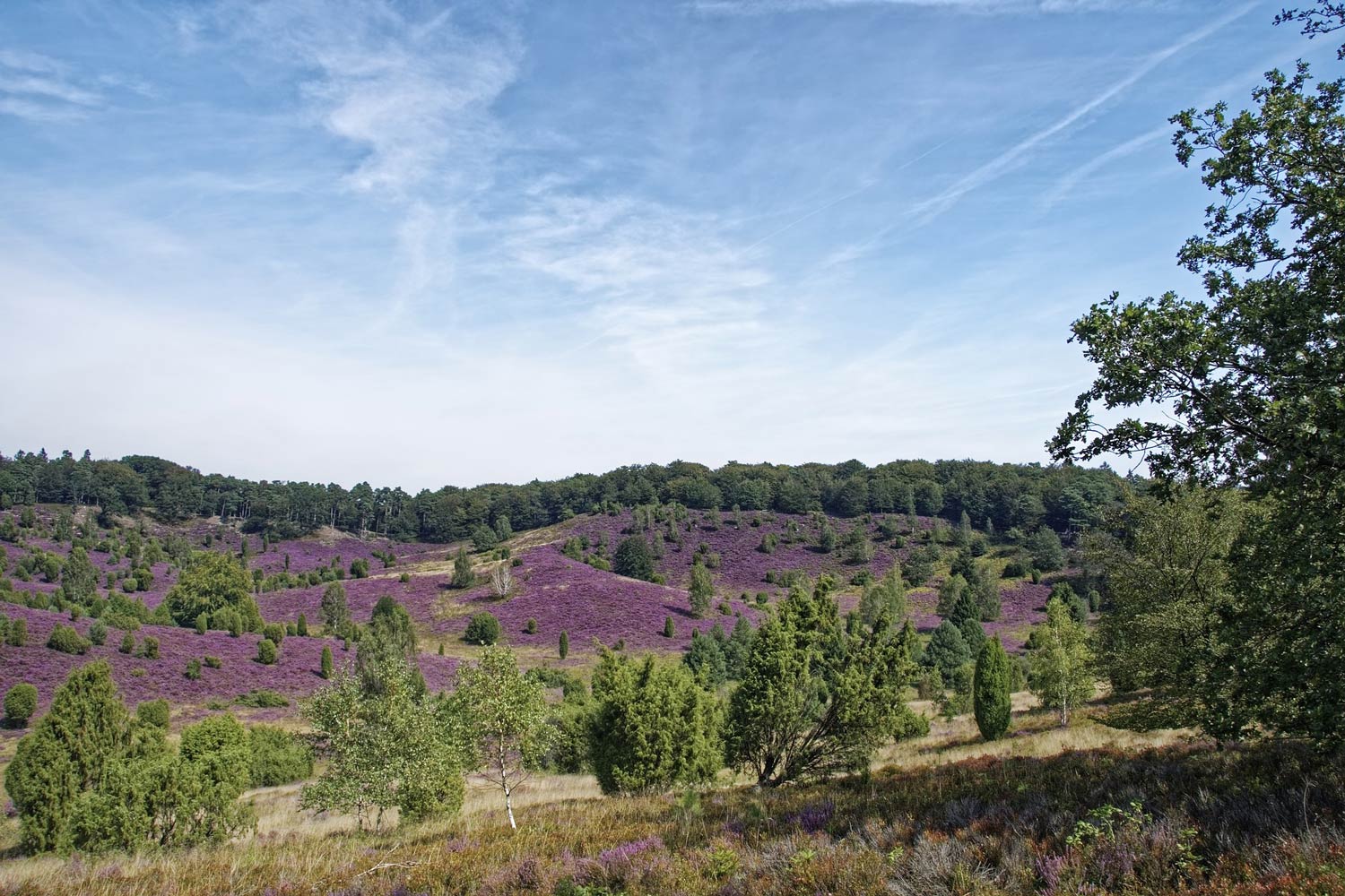 Ausblick in die Heide