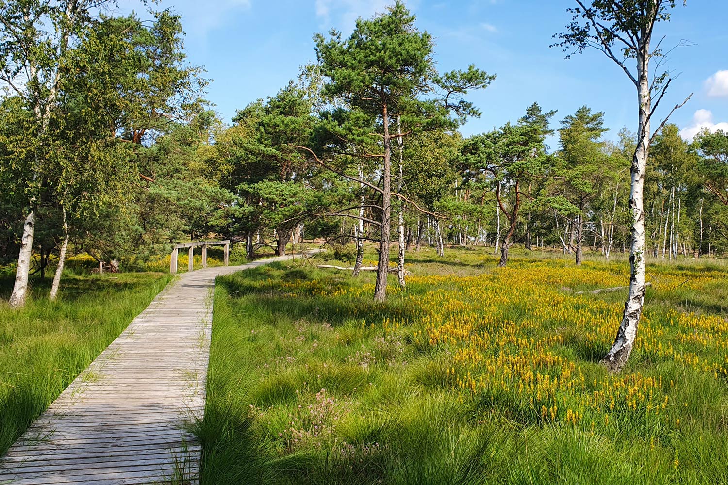 Regeln für Hunde auf dem Weg