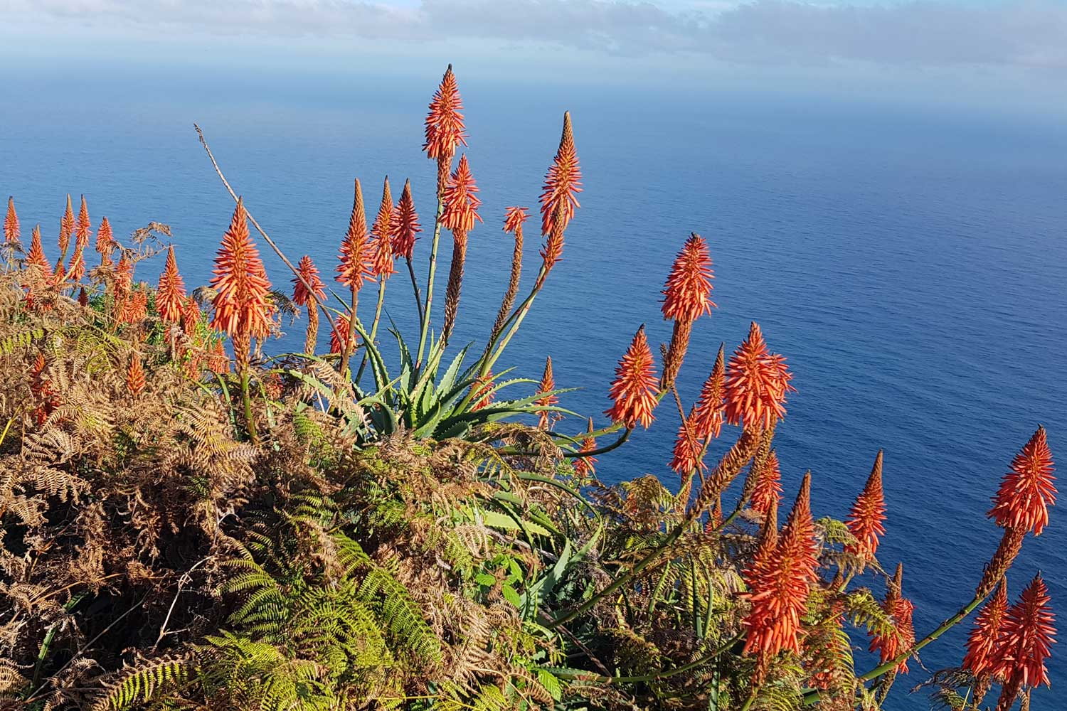 Der madeirische Frühling